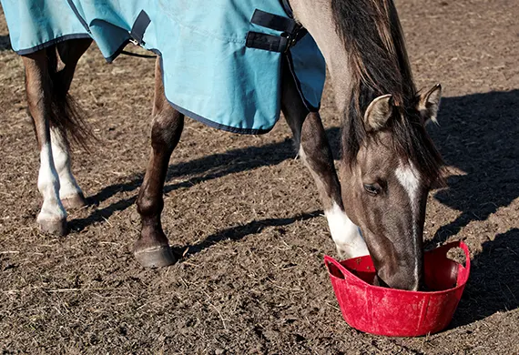 Bien-être du cheval 1